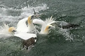 Lothian: Northern Gannet