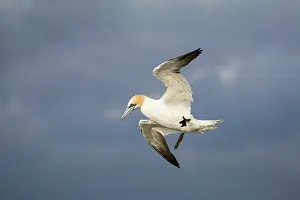 Sulidae: Northern Gannet