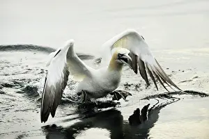 Bass: Northern Gannet
