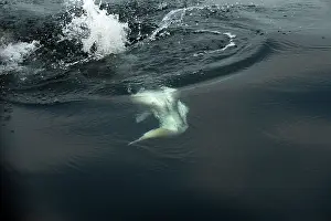 Bass: Northern Gannet