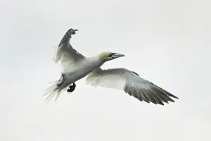 Bass: Northern Gannet