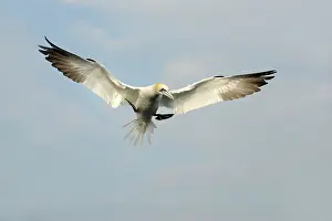 Bass: Northern Gannet