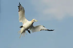 Bass: Northern Gannet