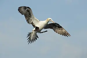 Bass: Northern Gannet