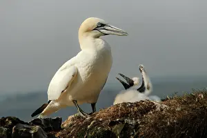 Bass: Northern Gannet