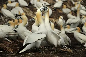 Bass: Northern Gannet