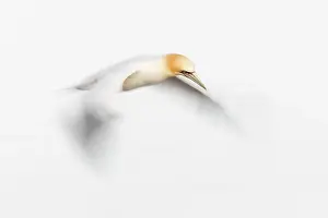 Saltee: Northern Gannet