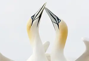 Saltee: Northern Gannet