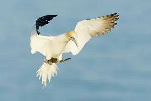 Saltee: Northern Gannet