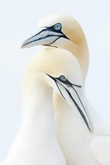 Saltee: Northern Gannet