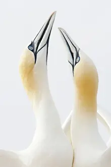Saltee: Northern Gannet