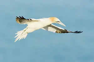 Saltee: Northern Gannet