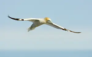 Saltee: Northern Gannet