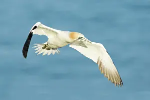 Saltee: Northern Gannet