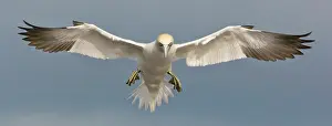 Saltee: Northern Gannet