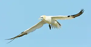 Saltee: Northern Gannet