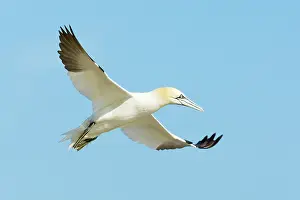 Saltee: Northern Gannet