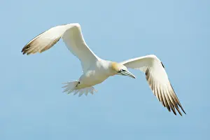 Saltee: Northern Gannet