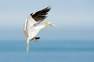 Saltee: Northern Gannet