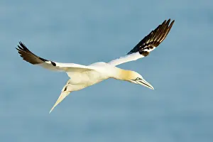 Saltee: Northern Gannet