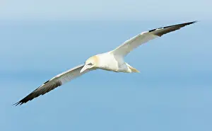 Saltee: Northern Gannet
