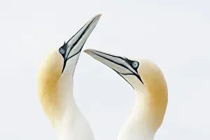 Saltee: Northern Gannet