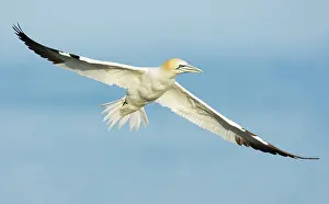 Saltee: Northern Gannet