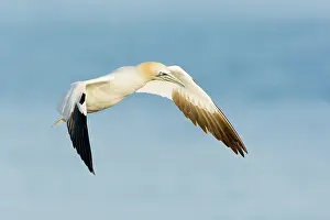 Saltee: Northern Gannet