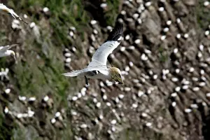 Gannets: Northern Gannet