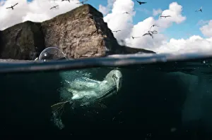 Bassana: Northern Gannet