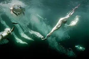 Bassana: Northern Gannet