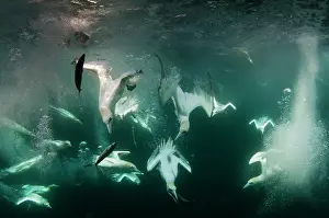 Bassana: Northern Gannet