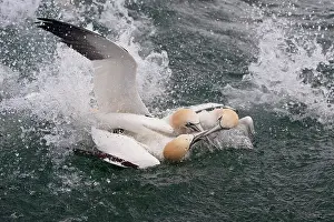 Discarded: Northern Gannet