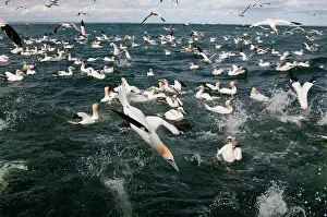 Discarded: Northern Gannet