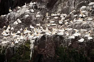 Bassana: Northern Gannet