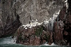Bassana: Northern Gannet
