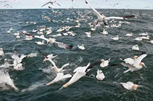 Discarded: Northern Gannet