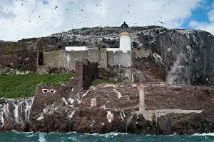 Bassana: Northern Gannet