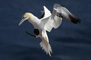 Fleeing: Northern Gannet