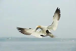 Bass: Northern Gannet