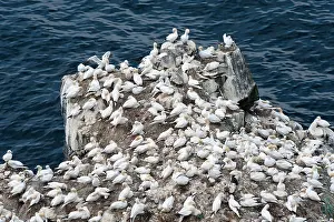 Sulidae: Northern Gannet