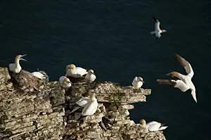 Gannets: Northern Gannet