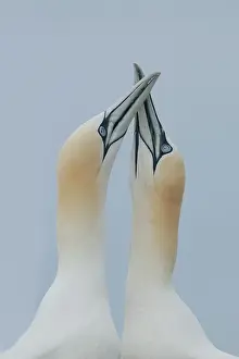 Bass: Northern Gannet