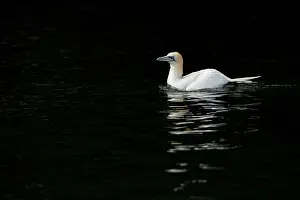 Bass: Northern Gannet