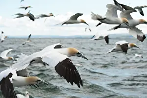 Bass: Northern Gannet