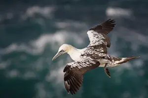 Sulidae: Northern Gannet