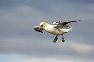 Sulidae: Northern Gannet