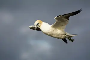 Sulidae: Northern Gannet