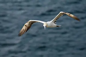 Fair: Northern Gannet