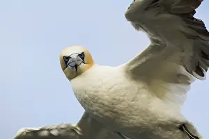 Sulidae: Northern Gannet